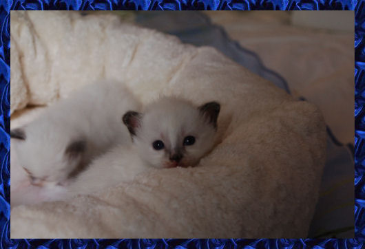 Bella-Donna 3 weken oud